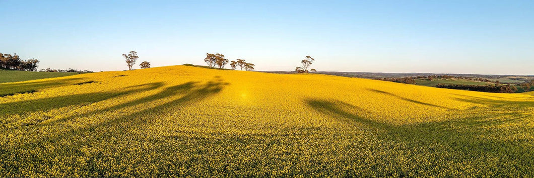 Canola Leading Lines | canola-leading-lines | Posters, Prints, & Visual Artwork | Inspiral Photography