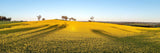 Canola Leading Lines | canola-leading-lines | Posters, Prints, & Visual Artwork | Inspiral Photography