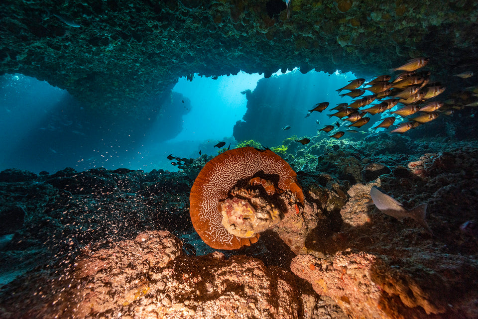 Coral Crystal Cove