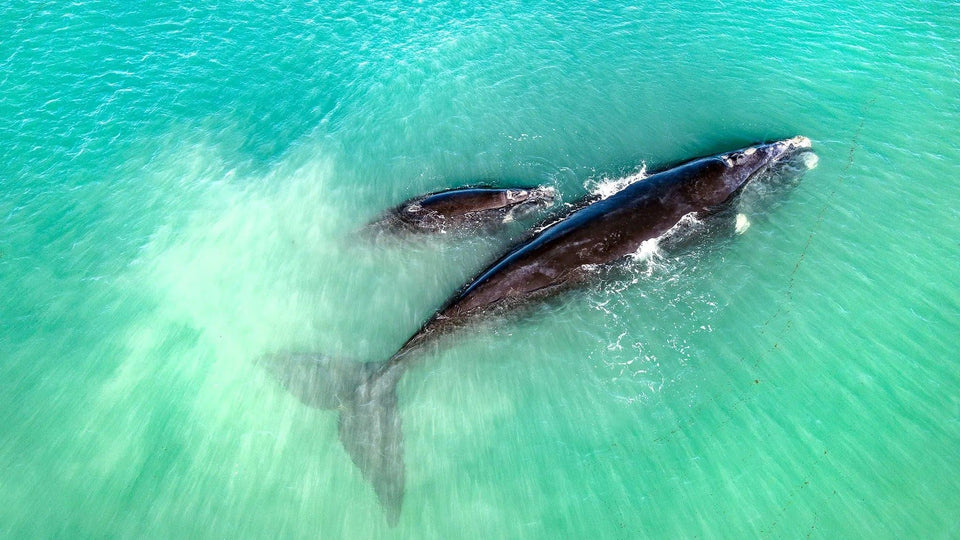 Mum and Bub Whale | mum-and-bub-whale | Posters, Prints, & Visual Artwork | Inspiral Photography